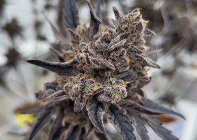 Dried flower of exclusive Paulander Purple by Highland Cannabis