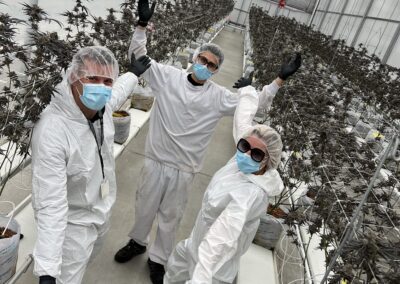 Inside a weed greenhouse displaying dried flower Paulander Purple by Highland Cannabis