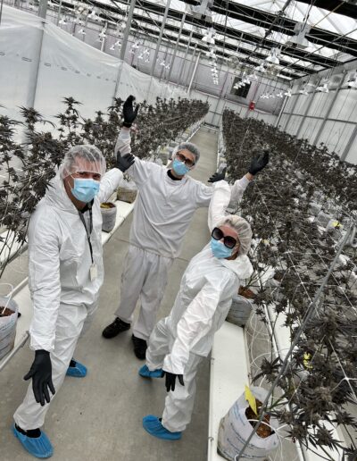 Inside a weed greenhouse displaying dried flower Paulander Purple by Highland Cannabis