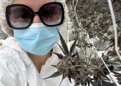 Inside a weed greenhouse displaying dried flower Paulander Purple by Highland Cannabis