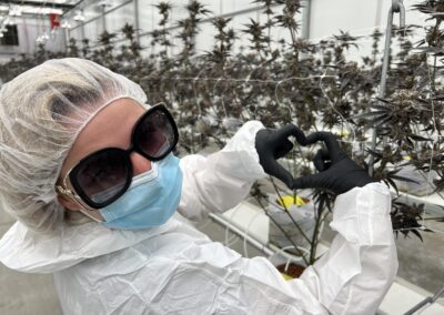 Inside a weed greenhouse with dried flower of exclusive Paulander Purple by Highland Cannabis.